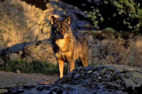 Vallée des loups (la)